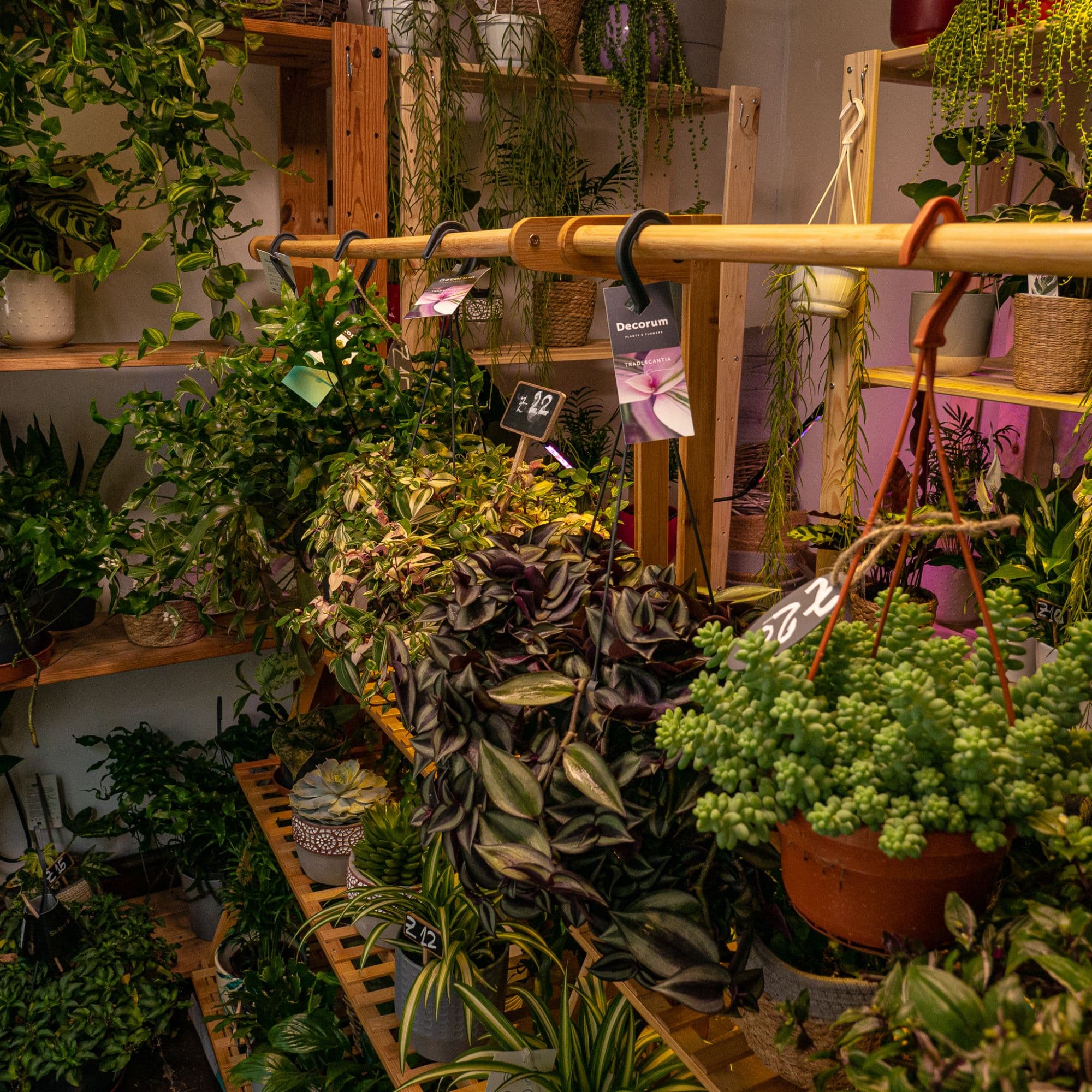Bristol's Best Plant Shop!