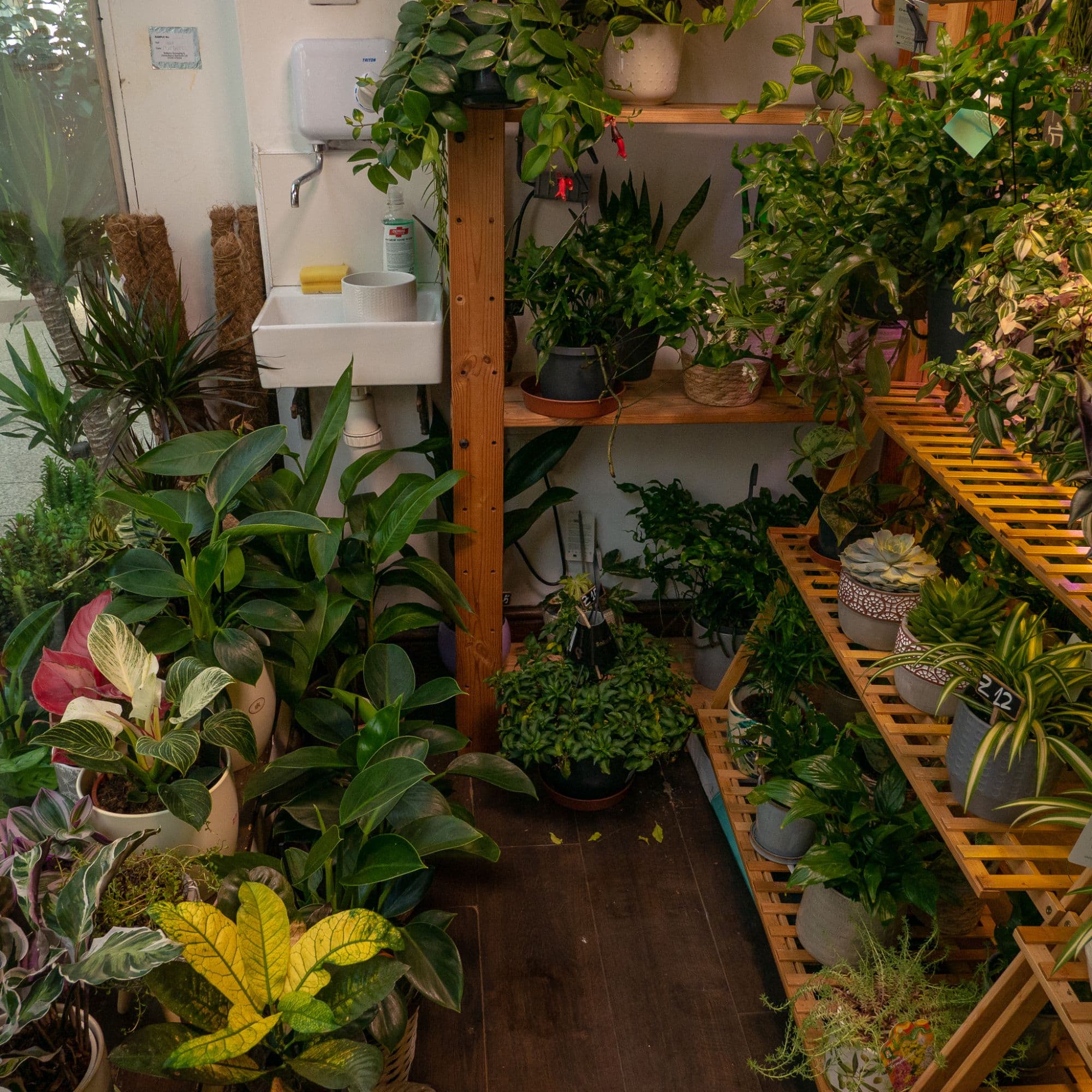 Bristol's Best Plant Shop!